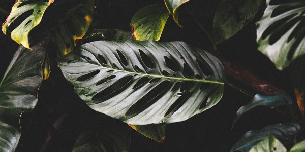 A vertical shot of beautiful green leaves in a tropical forest forest